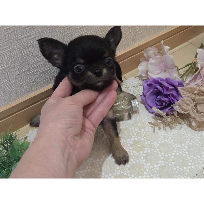 成約済の広島県のチワワ(ロングコート)-422573の3枚目