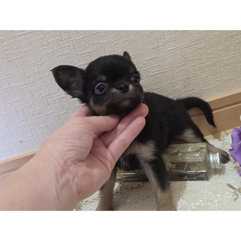 成約済の広島県のチワワ(ロングコート)-422573の2枚目