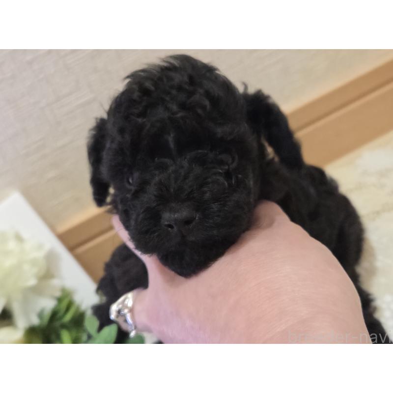 成約済の広島県のタイニープードル-423800の26枚目