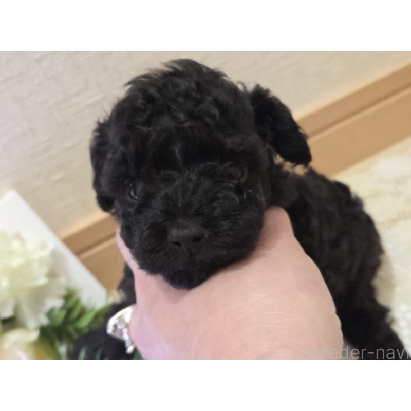 成約済の広島県のタイニープードル-423800の25枚目