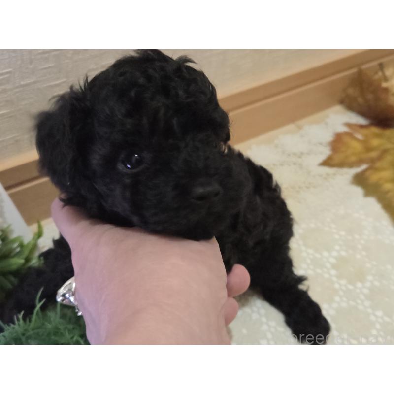 成約済の広島県のタイニープードル-423800の24枚目