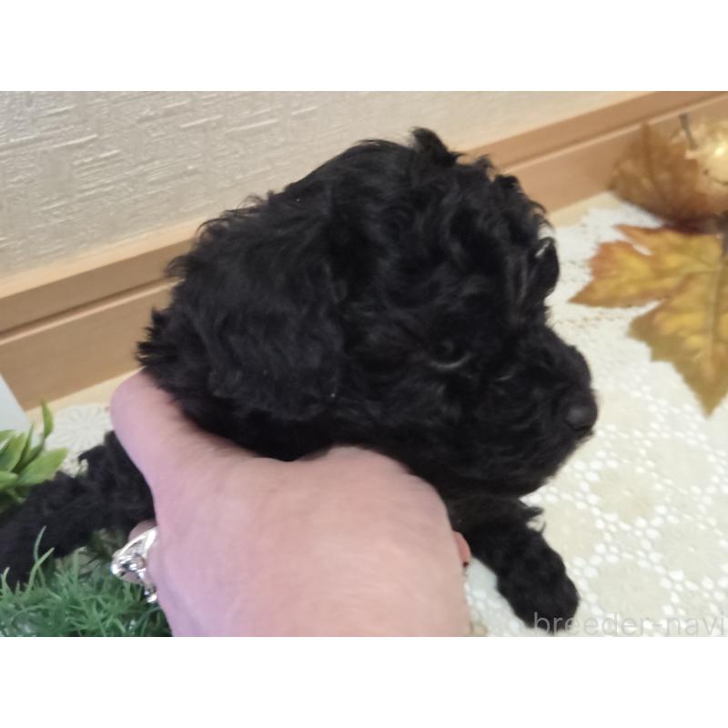 成約済の広島県のタイニープードル-423800の23枚目