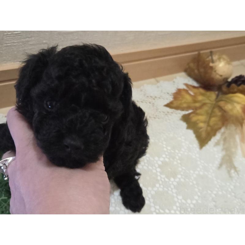 成約済の広島県のタイニープードル-423800の22枚目