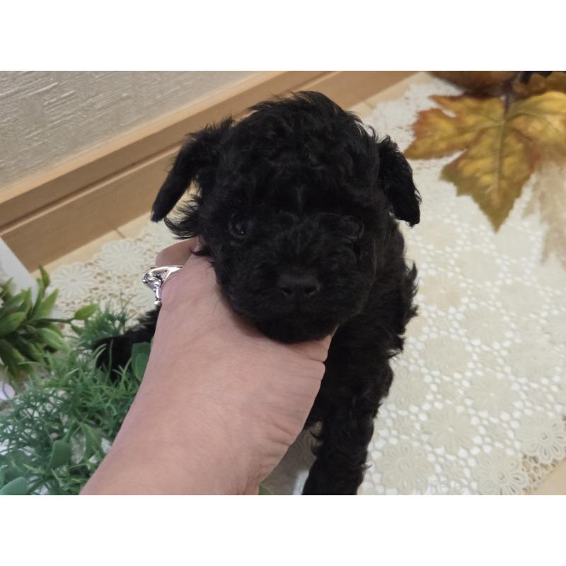 成約済の広島県のタイニープードル-423800の21枚目