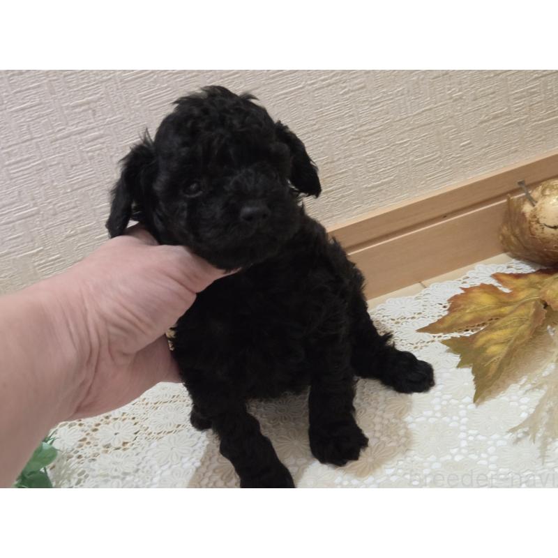 成約済の広島県のタイニープードル-423800の20枚目