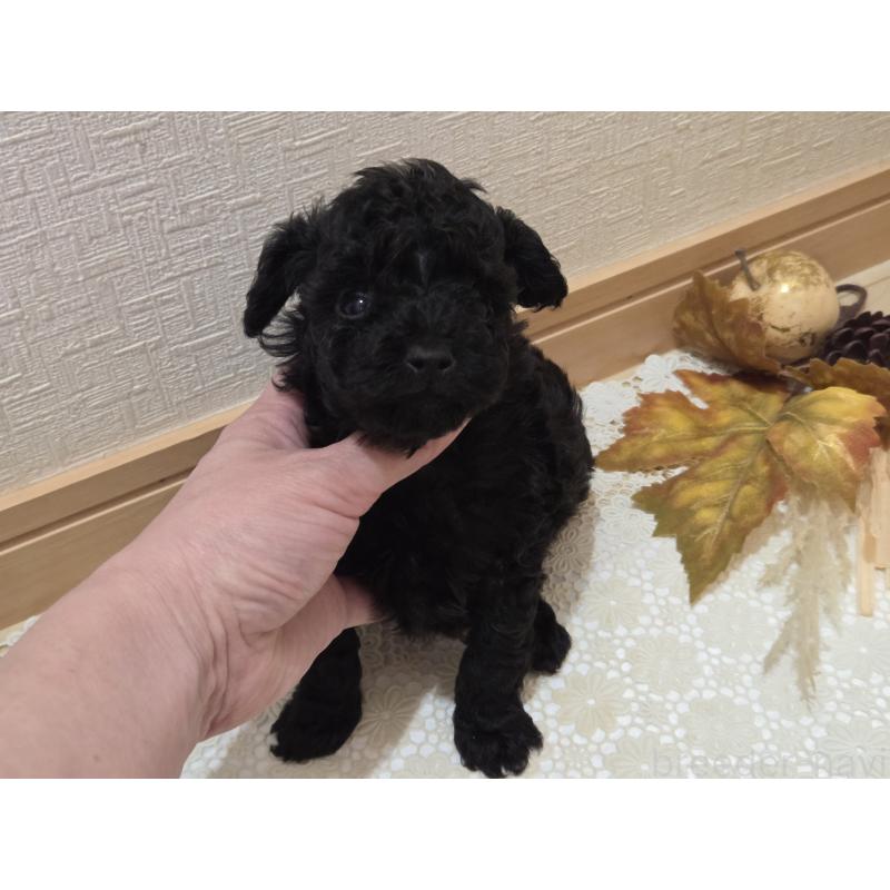 成約済の広島県のタイニープードル-423800の19枚目