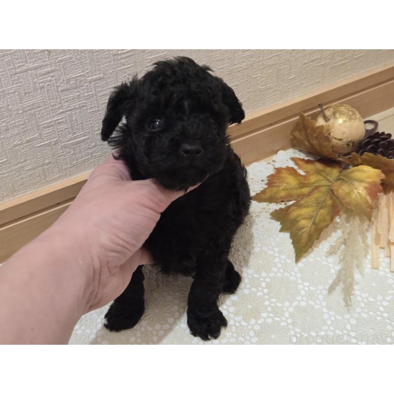 成約済の広島県のタイニープードル-423800の18枚目