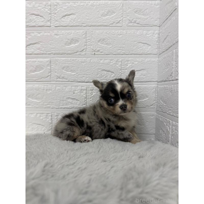 販売中の東京都のチワワ(ロングコート)-426823の8枚目