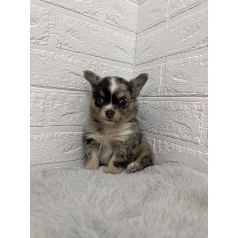 販売中の東京都のチワワ(ロングコート)-426823の7枚目