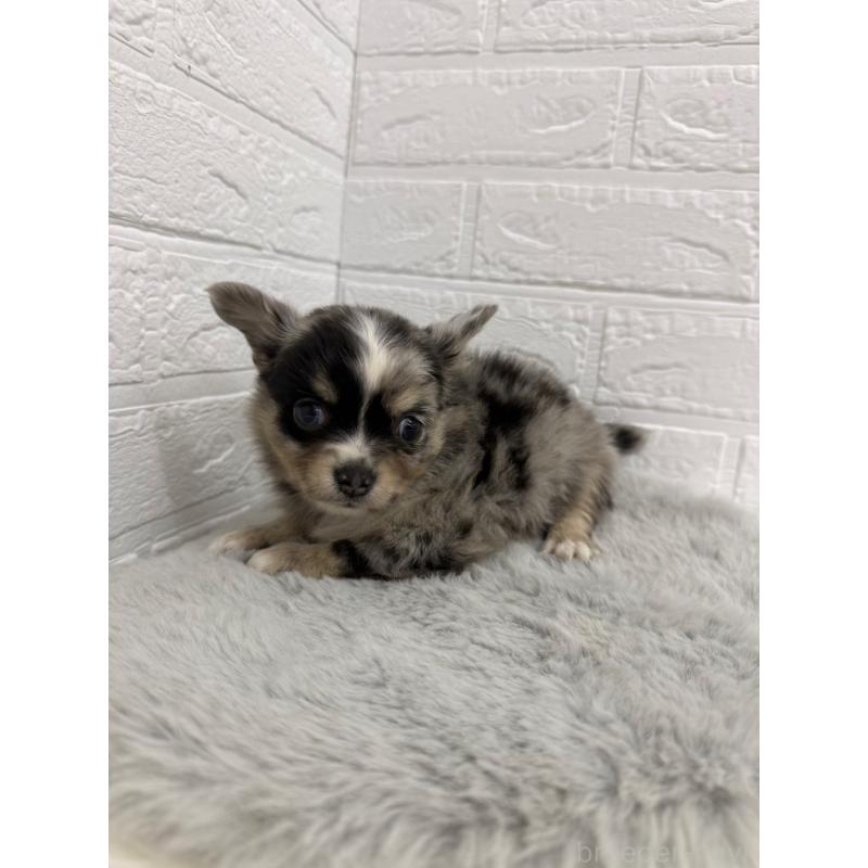 販売中の東京都のチワワ(ロングコート)-426823の3枚目