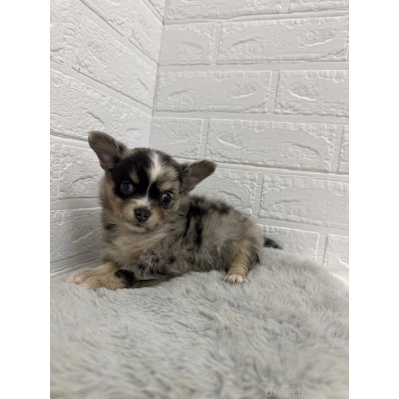 販売中の東京都のチワワ(ロングコート)-426823の2枚目