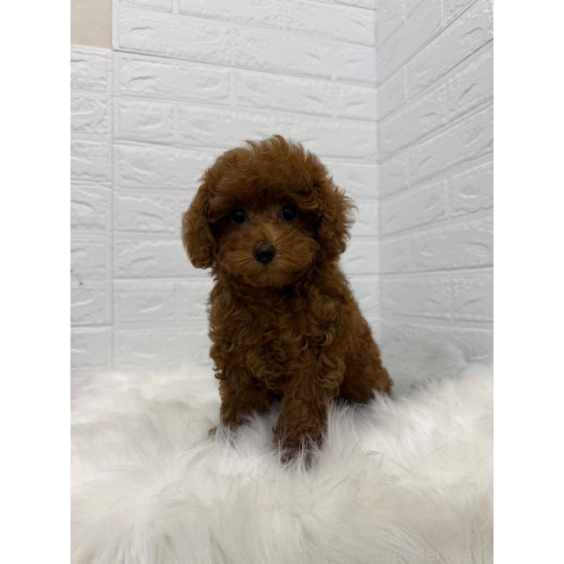 販売中の東京都のタイニープードル-426824の9枚目