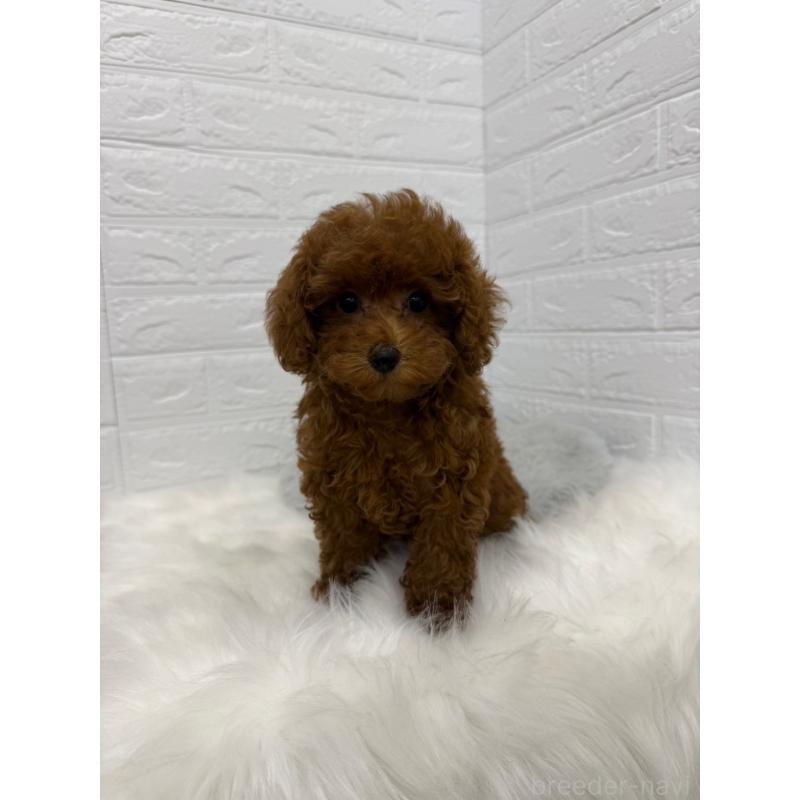 販売中の東京都のタイニープードル-426824の8枚目