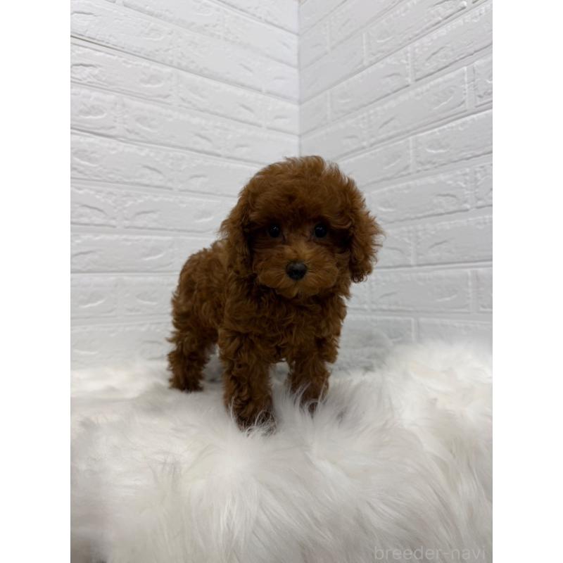 販売中の東京都のタイニープードル-426824の7枚目