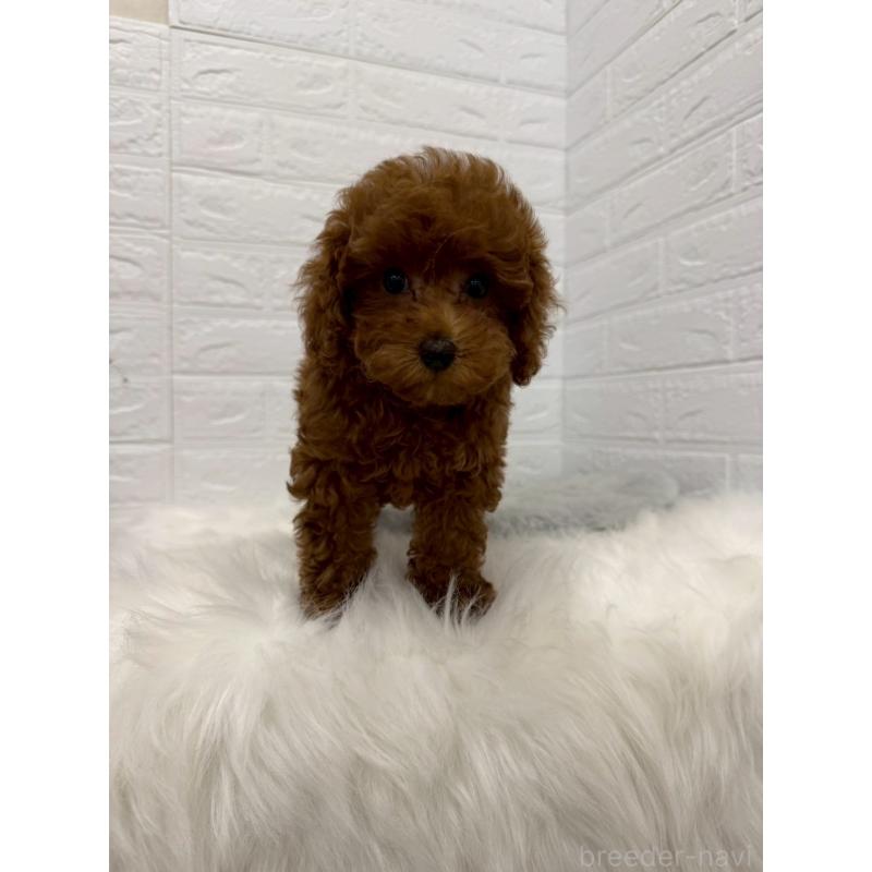 販売中の東京都のタイニープードル-426824の6枚目