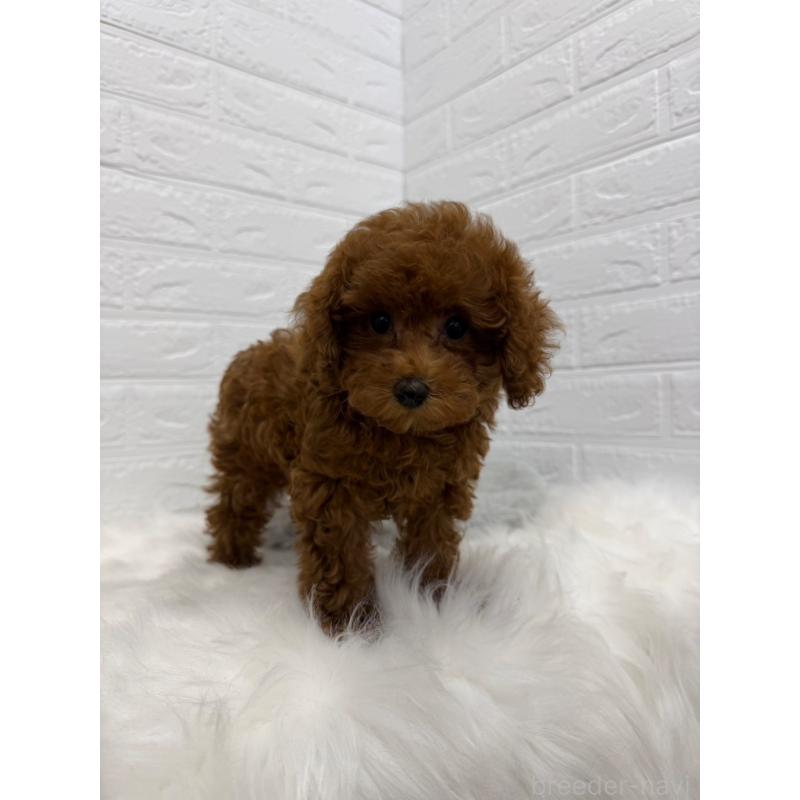 販売中の東京都のタイニープードル-426824の2枚目