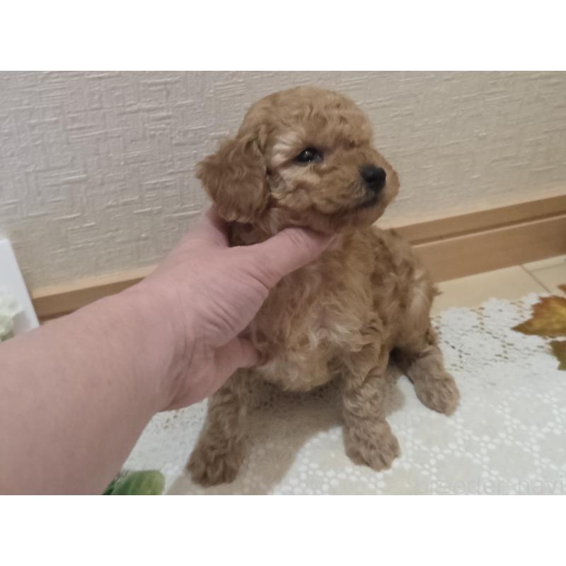 成約済の広島県のタイニープードル-423798の36枚目