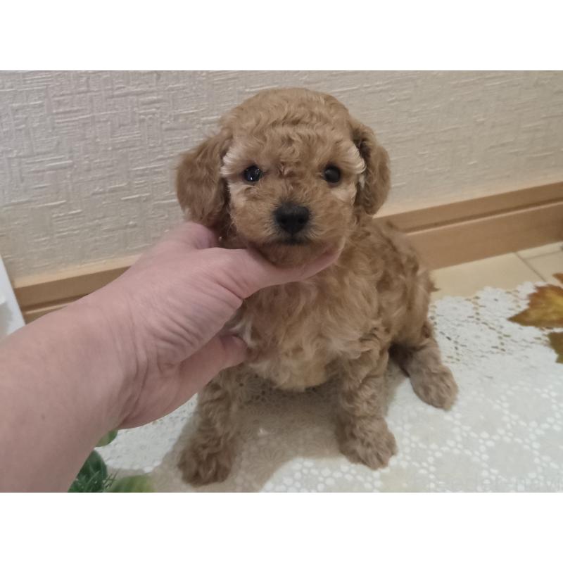 成約済の広島県のタイニープードル-423798の35枚目