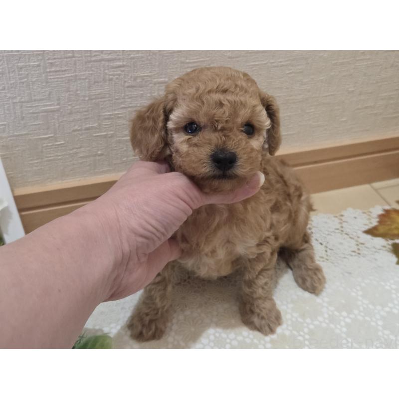 成約済の広島県のタイニープードル-423798の34枚目