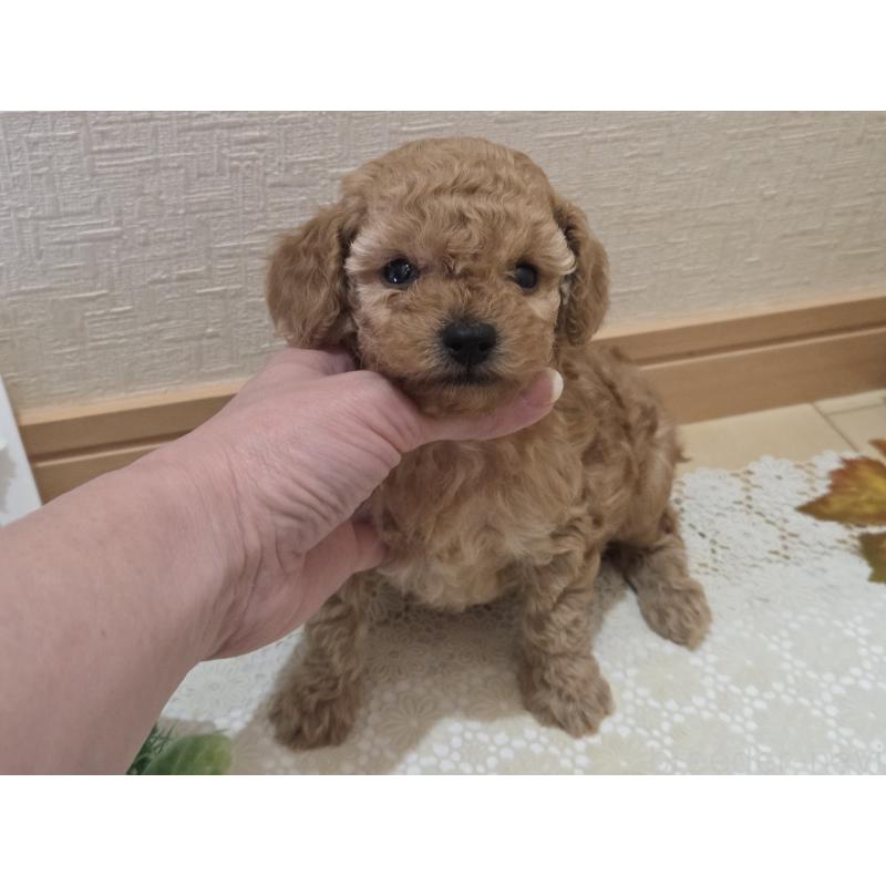 成約済の広島県のタイニープードル-423798の33枚目