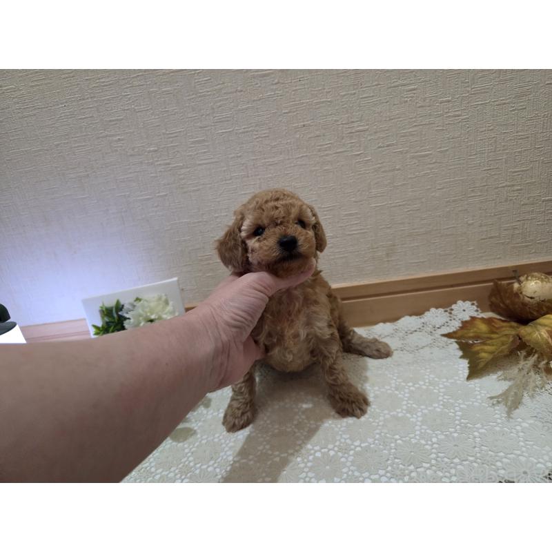 成約済の広島県のタイニープードル-423798の32枚目