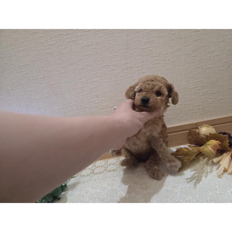 成約済の広島県のタイニープードル-423798の31枚目