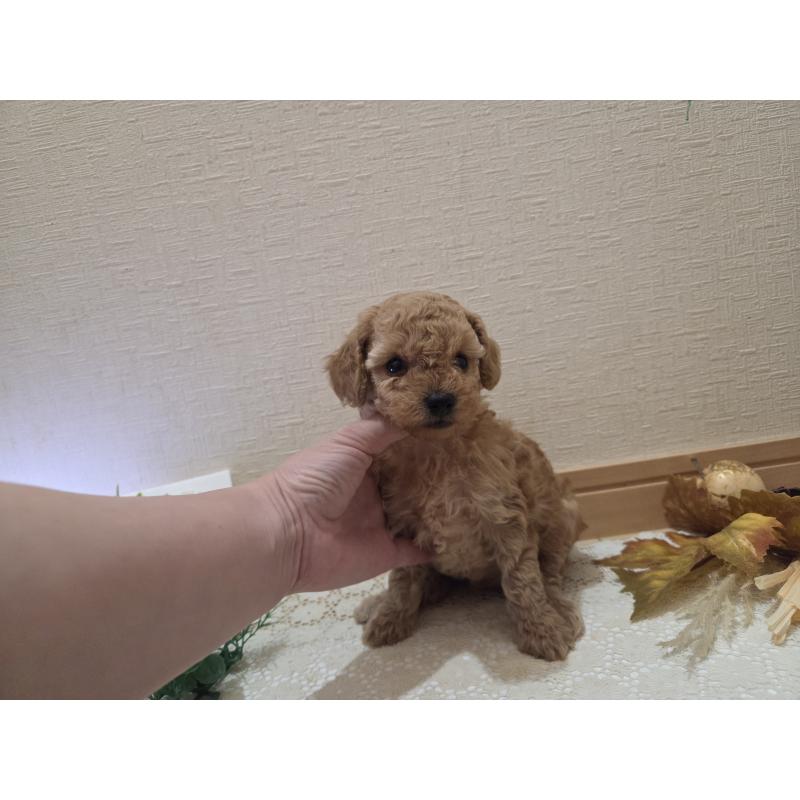 成約済の広島県のタイニープードル-423798の30枚目