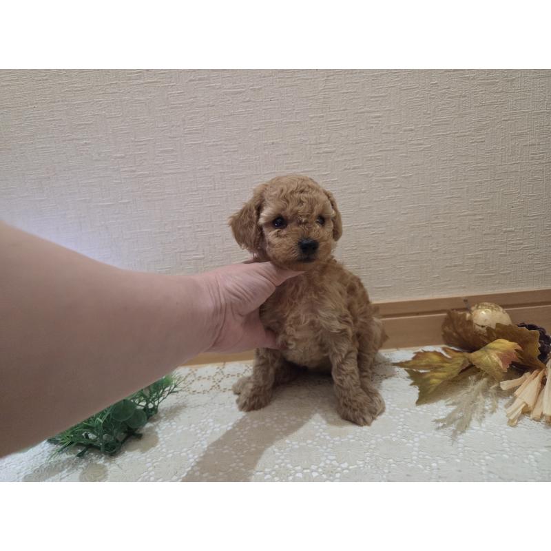 成約済の広島県のタイニープードル-423798の29枚目