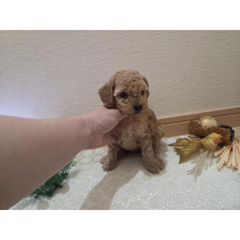 成約済の広島県のタイニープードル-423798の28枚目