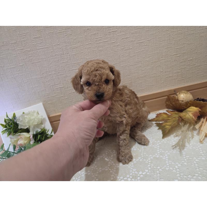 成約済の広島県のタイニープードル-423798の27枚目