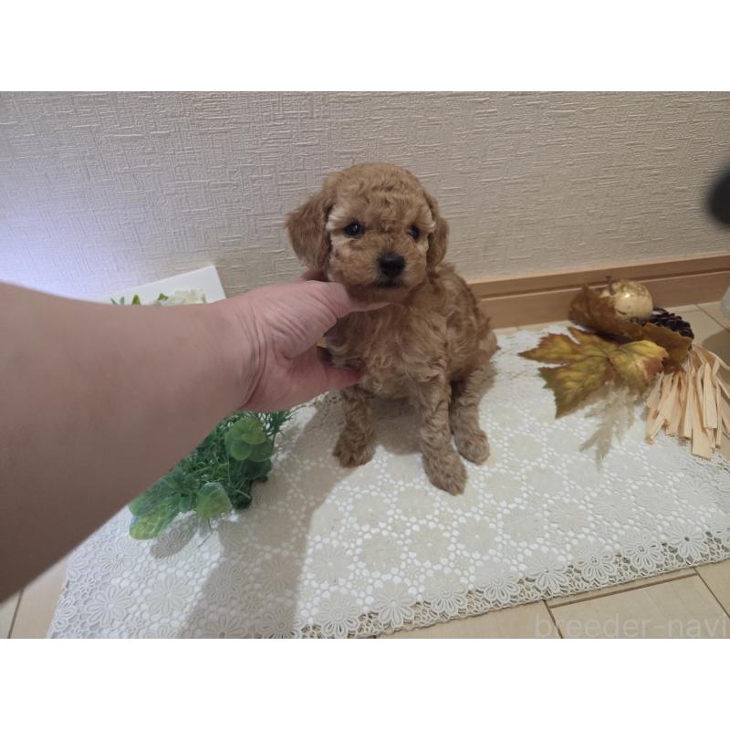 成約済の広島県のタイニープードル-423798の26枚目