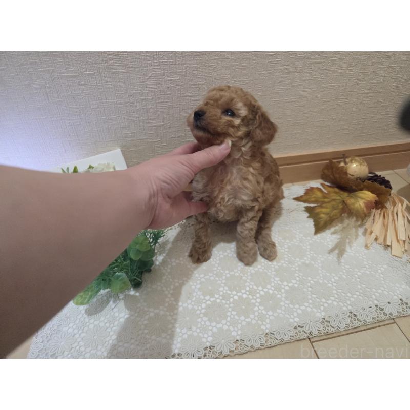 成約済の広島県のタイニープードル-423798の25枚目