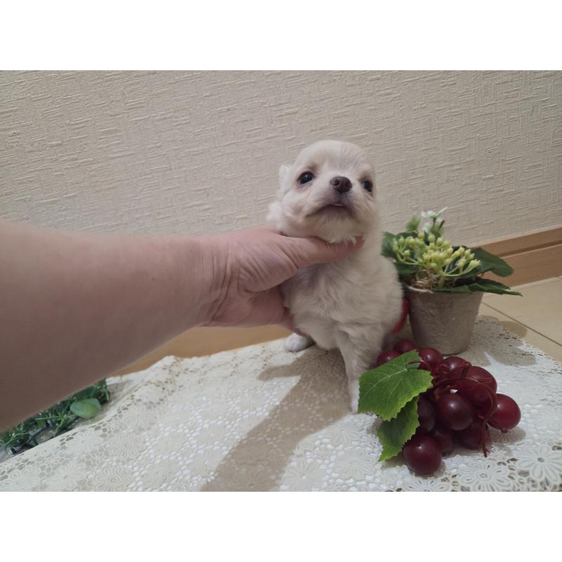 販売中の広島県のチワワ(ロングコート)-420877の29枚目