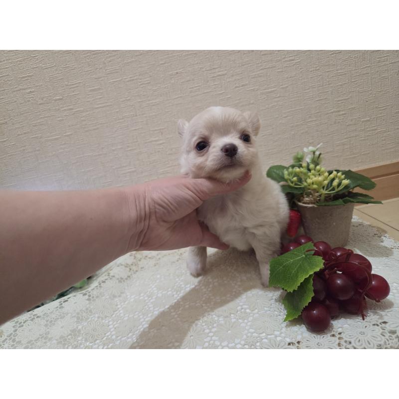 販売中の広島県のチワワ(ロングコート)-420877の28枚目