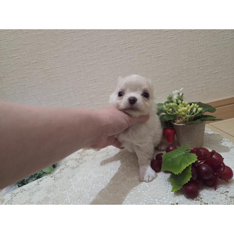 販売中の広島県のチワワ(ロングコート)-420877の26枚目