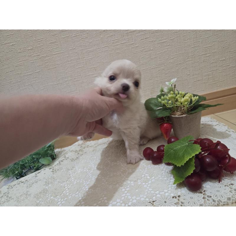 販売中の広島県のチワワ(ロングコート)-420877の21枚目