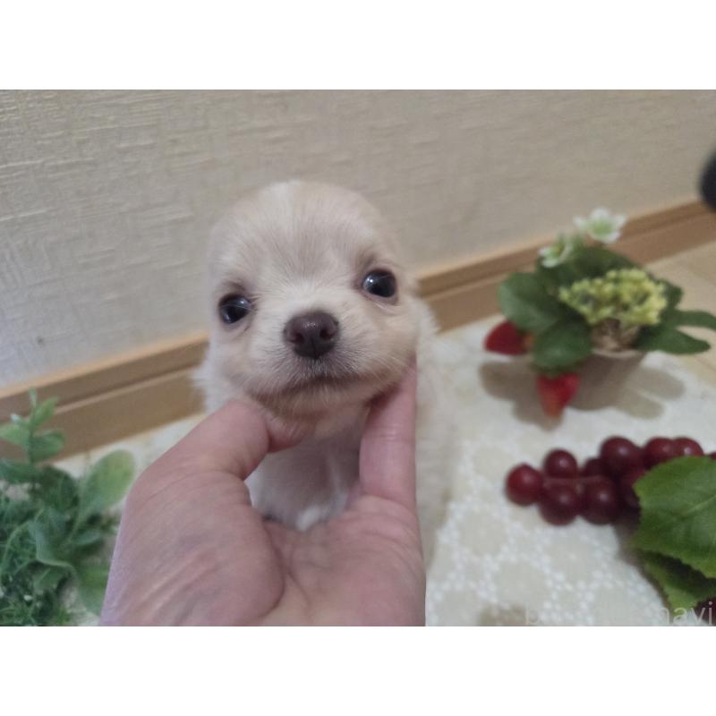 販売中の広島県のチワワ(ロングコート)-420877の18枚目