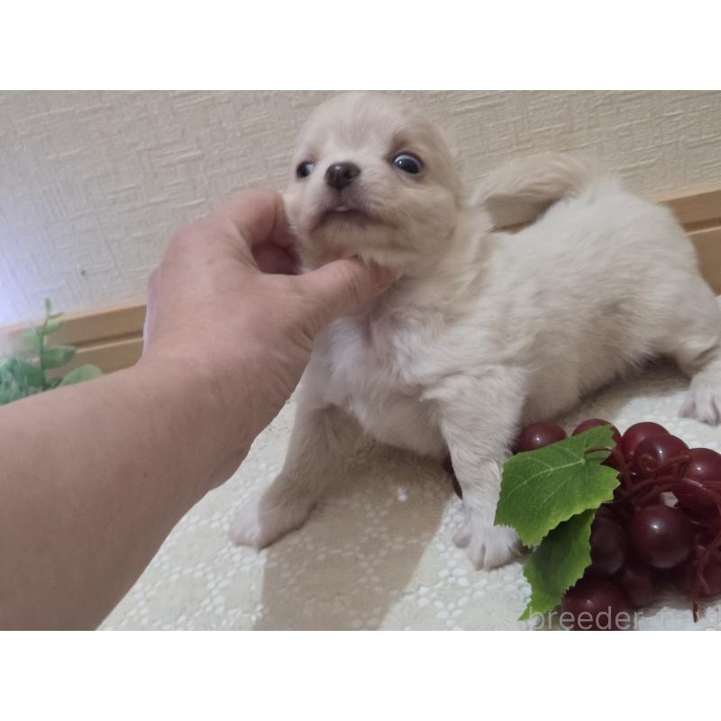 販売中の広島県のチワワ(ロングコート)-420877の17枚目