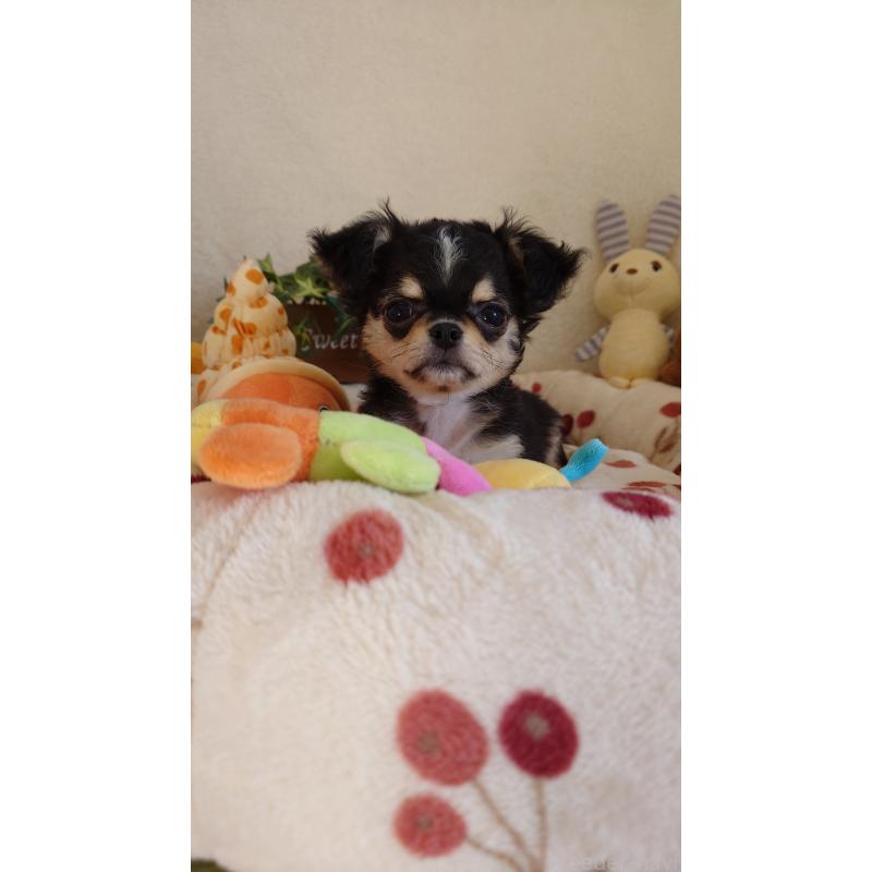 販売中の滋賀県のチワワ(ロングコート)-426829の4枚目