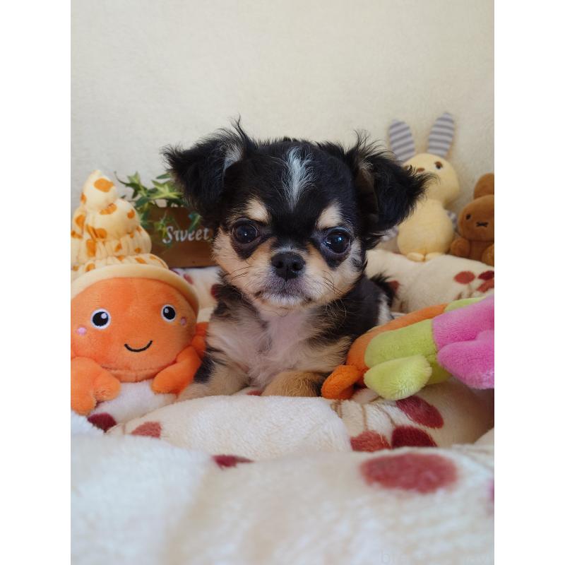 販売中の滋賀県のチワワ(ロングコート)-426829の3枚目