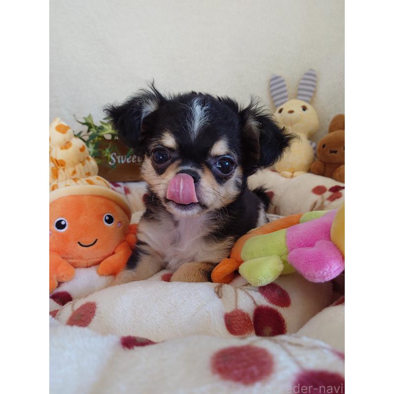 販売中の滋賀県のチワワ(ロングコート)-426829の2枚目