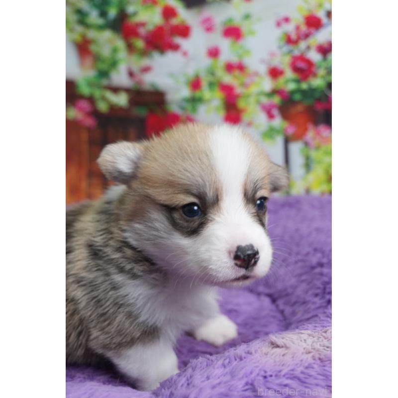 販売中の愛知県のウェルシュコーギーペンブローク-426828の7枚目