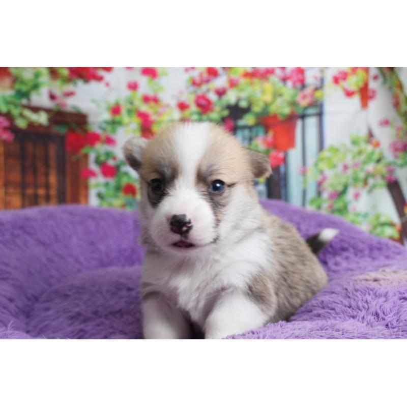 販売中の愛知県のウェルシュコーギーペンブローク-426828の1枚目