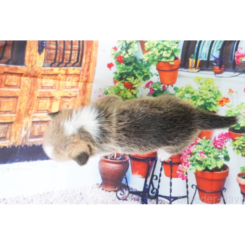 販売中の愛知県のウェルシュコーギーペンブローク-426828の6枚目