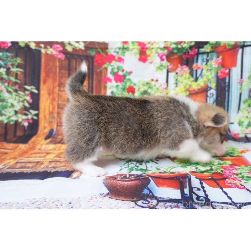 販売中の愛知県のウェルシュコーギーペンブローク-426828の5枚目