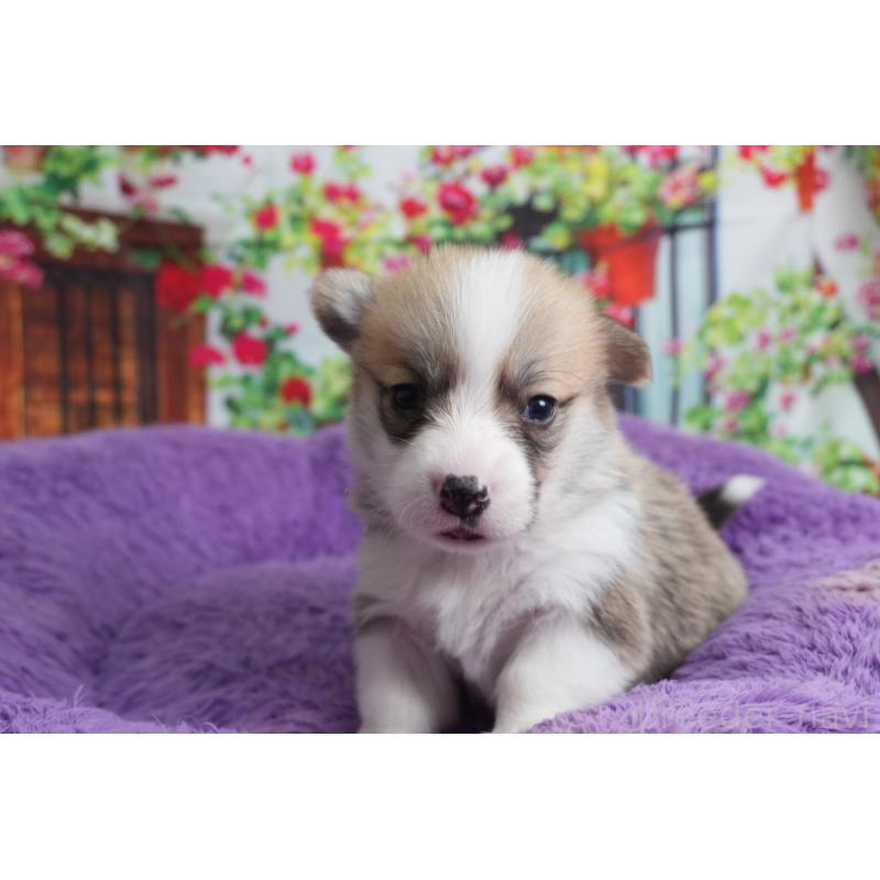 販売中の愛知県のウェルシュコーギーペンブローク-426828の4枚目