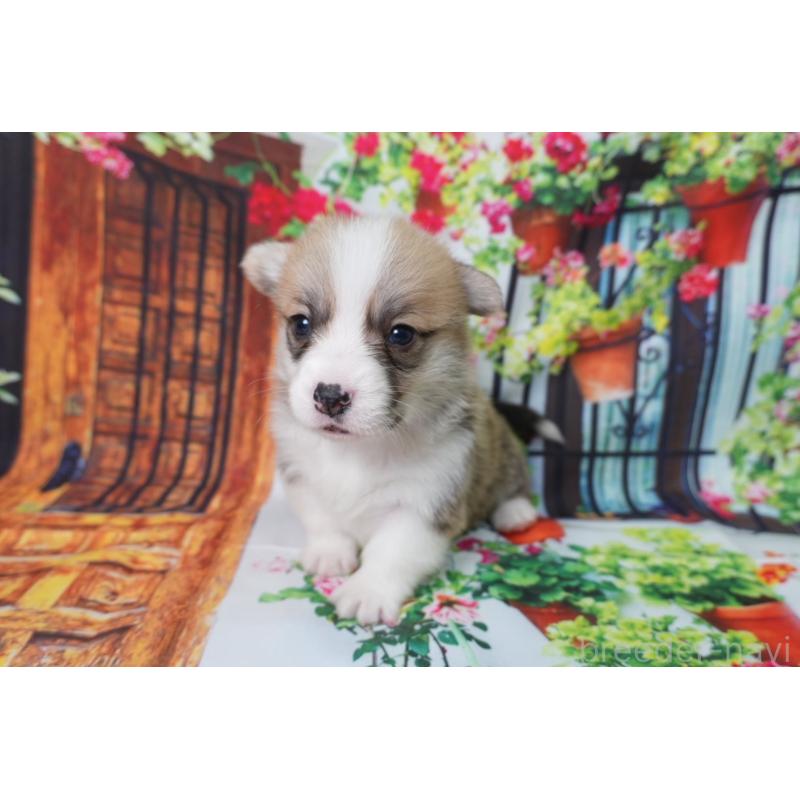 販売中の愛知県のウェルシュコーギーペンブローク-426828の3枚目