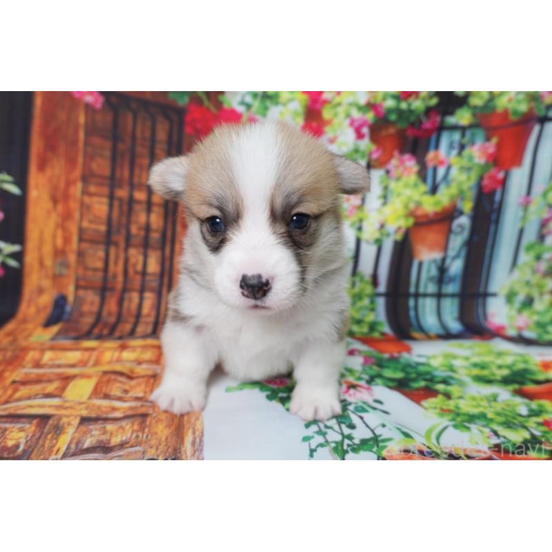 販売中の愛知県のウェルシュコーギーペンブローク-426828の2枚目