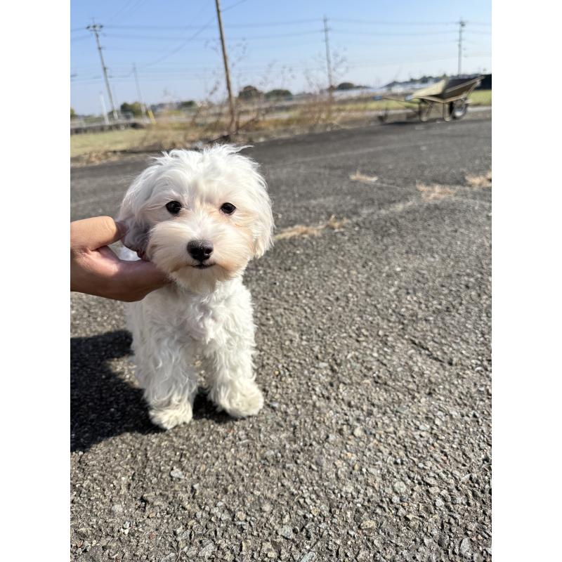 販売中の岐阜県のマルプー:マルチーズ×トイプードル-398800の3枚目