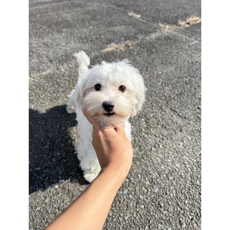 販売中の岐阜県のマルプー:マルチーズ×トイプードル-398800の2枚目